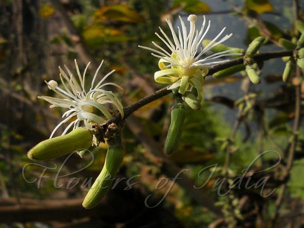 Sage Leaved Alangium